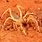 Picture of a Camel Spider