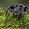 Picture of a Tarantula Spider