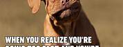 Pictures of Funny Dog Memes