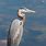 Pictures of Herons