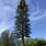 Pine Tree Cell Tower