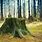 Pine Tree Stump