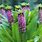 Pineapple Lily Plant