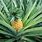 Pineapple Plant Images