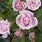 Pink Floribunda Rose