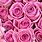 Pink Roses Computer Wallpaper