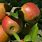 Pippin Fruit Trees