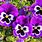 Pixabay Flowers Spring