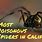 Poisonous Spiders California