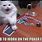 Poker Cat Meme
