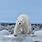 Polar Bear Pics
