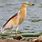 Pond Heron Birds