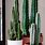 Potted Cactus Plants