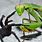 Praying Mantis Eating Spider