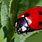 Pretty Ladybugs