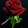 Pretty Red Roses Wallpaper