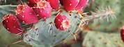 Prickly Pear Cactus Arizona