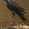 Primitive Folk Art Crow