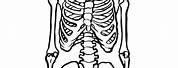 Printable Life-Size Human Skeleton
