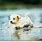Puppy in Water Pictures