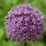 Purple Allium Flower