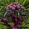 Purple Angelica Plant