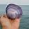 Purple Clam Shell
