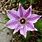 Purple Clematis Flower
