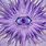 Purple Eye Wallpaper