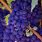 Purple Grape Vine