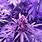 Purple Haze Flower
