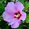 Purple Hibiscus Plant