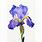 Purple Iris Watercolor