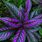 Purple Leaf Shade Plants