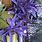 Purple Long Leaf Plant