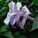 Purple Moonflower Plant