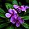 Purple Oleander Plant