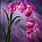Purple Orchid Artwork