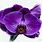 Purple Orchid Images