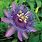 Purple Passion Flower Plant
