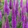 Purple Perennial Flowers Veronica