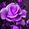 Purple Rose Phone Wallpaper