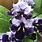 Purple Streptocarpus