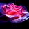 Purple and Pink Roses Wallpaper