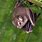 Pygmy Fruit Bat