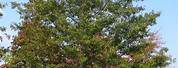 Quercus Palustris Form