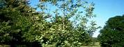 Quercus Robur Skymaster