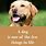 Quotes About Your Dog