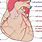 RCA Heart Artery