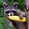 Raccoon Eating Corn